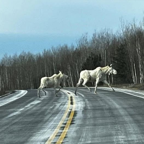 Meet your Posher, Jinxy - Picture 4 of 7